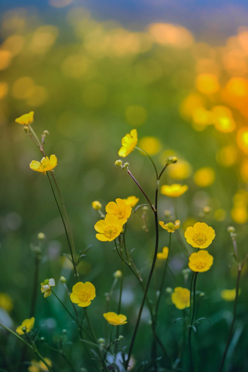 YvetteLouise_'s tweet photo. Build me up buttercup ๐ต
#Welsh #WildFlowers
๐ธ @YvetteLouise_
#Flowers #flower #NaturePhotography #naturelovers #flowerphotography #NorthWales #earthlens #lovenature https://t.co/vOaCzdeXVA