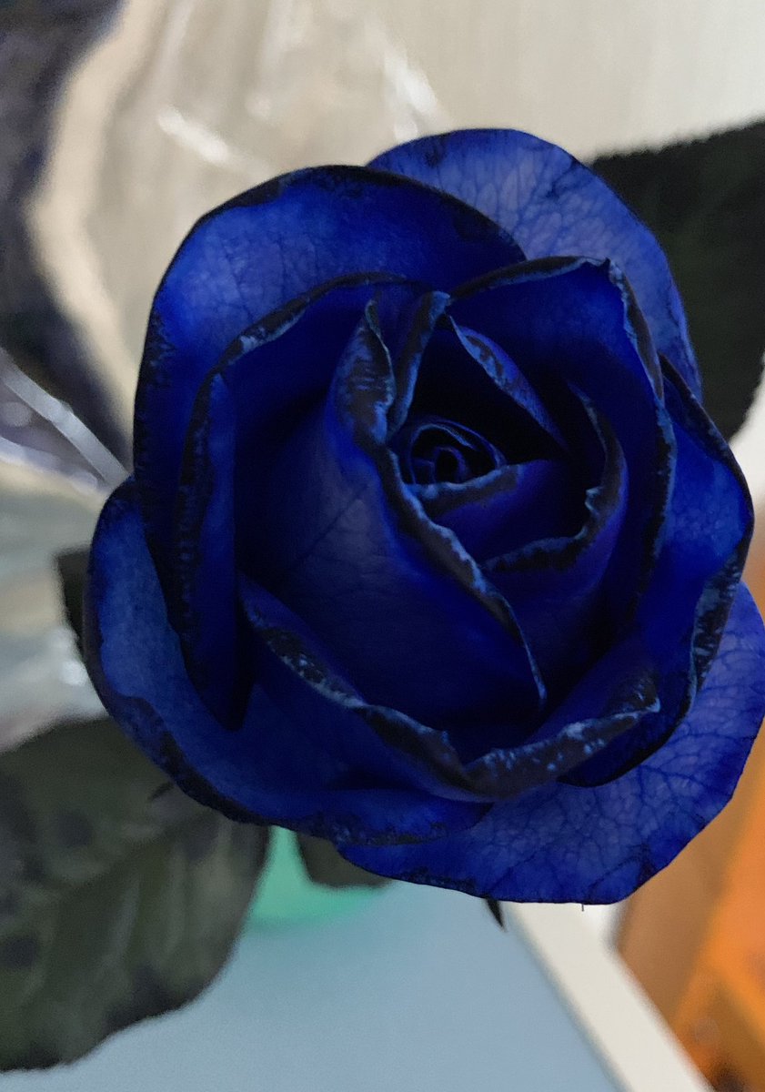 Yoiche 青い薔薇の花言葉は 夢かなう かつては不可能 存在しないものなどマイナスイメージだったが 02年 日本の研究者たちが遺伝子の組み替えによって世界初の青いバラを誕生させ 花言葉 も変わった イエローモンキー再集結など今までいくつもの夢