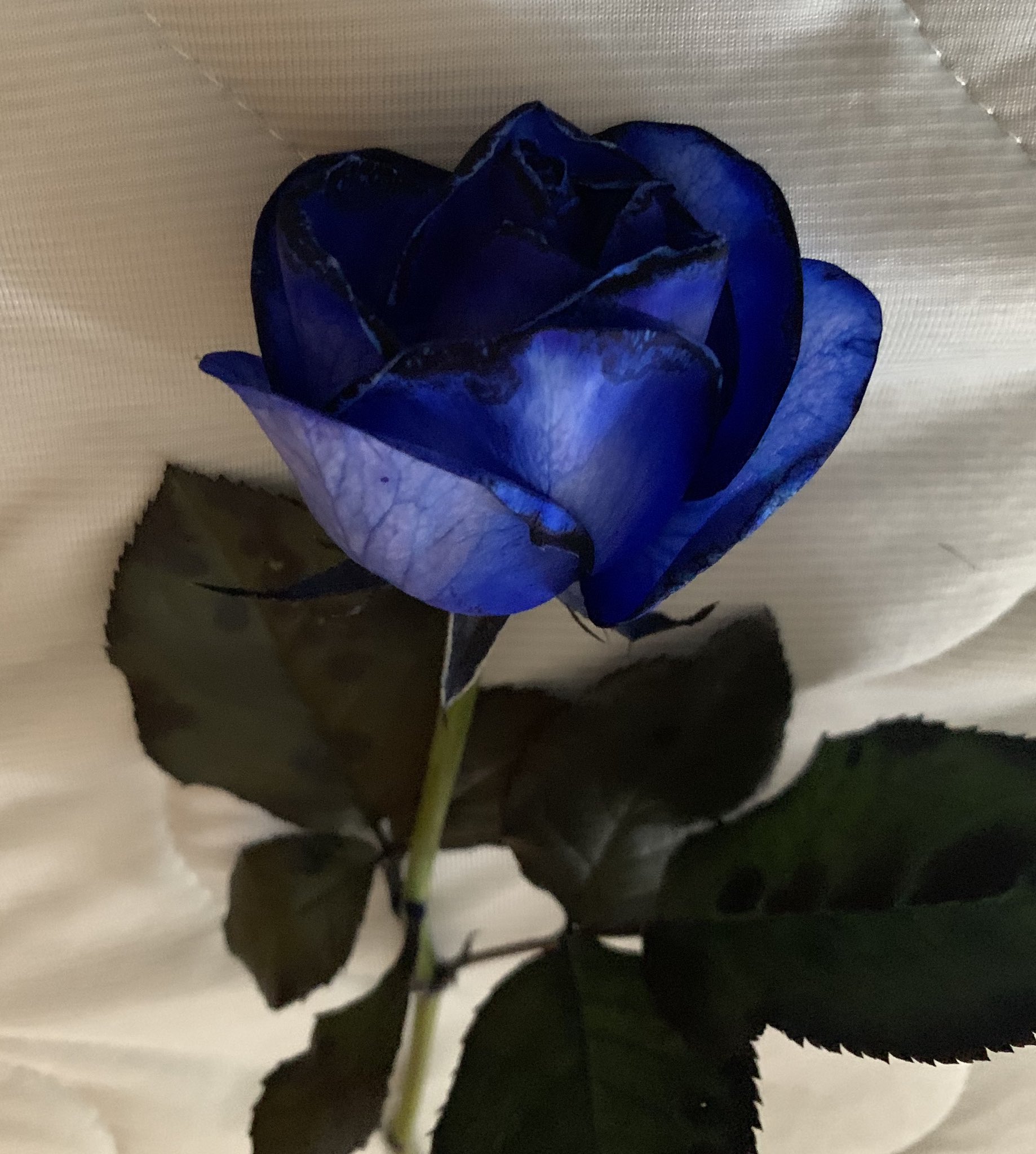 Yoiche 青い薔薇の花言葉は 夢 かなう かつては不可能 存在しないものなどマイナスイメージだったが 02年 日本の研究者たちが遺伝子の組み替えによって世界初の青いバラを誕生させ 花言葉も変わった イエローモンキー再集結など今までいくつもの夢