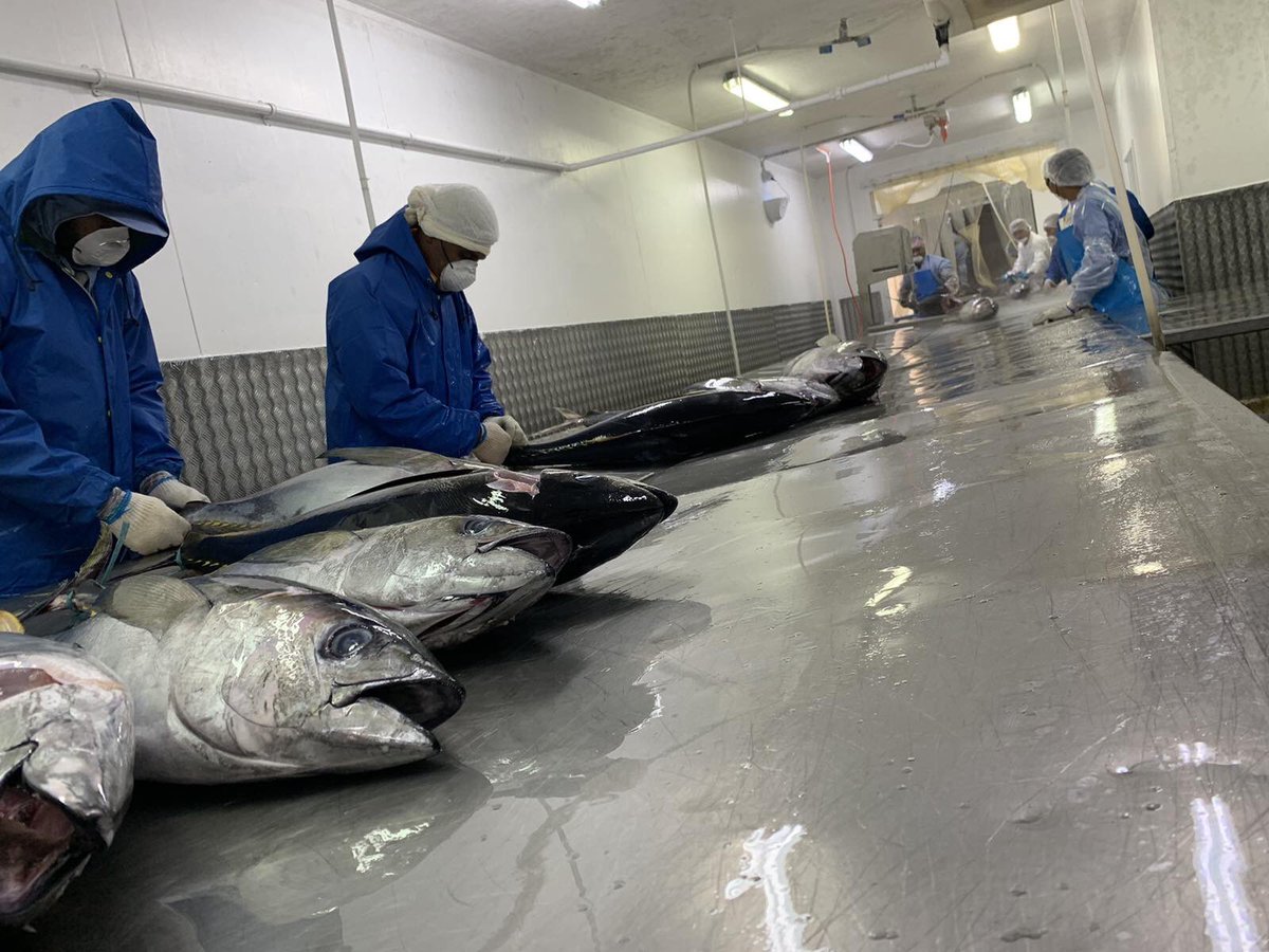 wwfpacific's tweet photo. #FFIA member @Goldenoceanfish fresh processing team providing
comms opportunity for 🇫🇯’s Tuna Longline Fisheries Project that is funded by @MFATNZ. Fresh processed #YFT destined for the US & NZ! #TunaTodayTomorrow 📸 Adriu Iene https://t.co/Vyf35mpWhB
