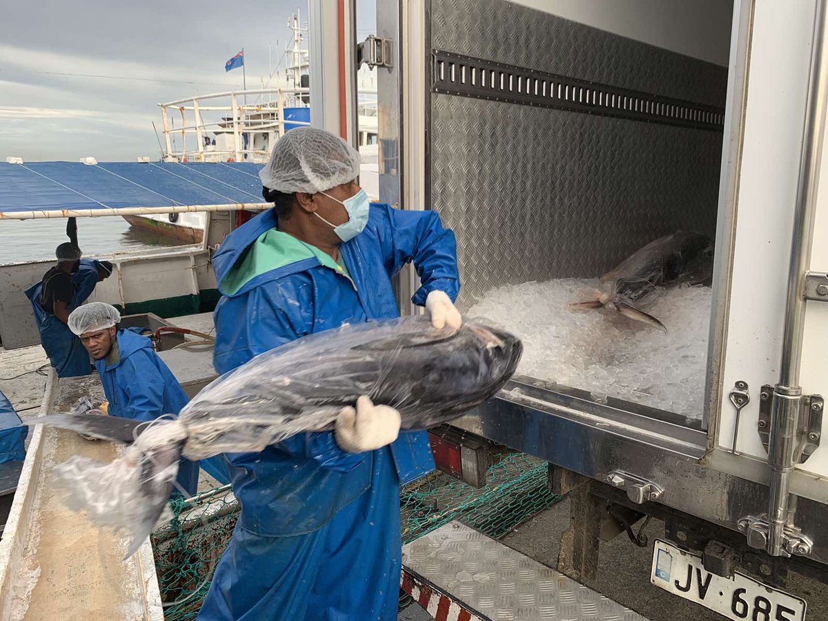 wwfpacific's tweet photo. #FFIA member @Goldenoceanfish fresh processing team providing
comms opportunity for 🇫🇯’s Tuna Longline Fisheries Project that is funded by @MFATNZ. Fresh processed #YFT destined for the US & NZ! #TunaTodayTomorrow 📸 Adriu Iene https://t.co/Vyf35mpWhB