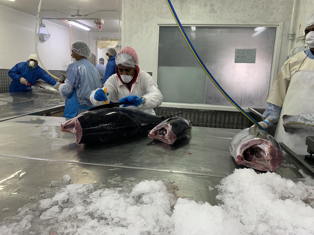 wwfpacific's tweet photo. #FFIA member @Goldenoceanfish fresh processing team providing
comms opportunity for 🇫🇯’s Tuna Longline Fisheries Project that is funded by @MFATNZ. Fresh processed #YFT destined for the US & NZ! #TunaTodayTomorrow 📸 Adriu Iene https://t.co/Vyf35mpWhB