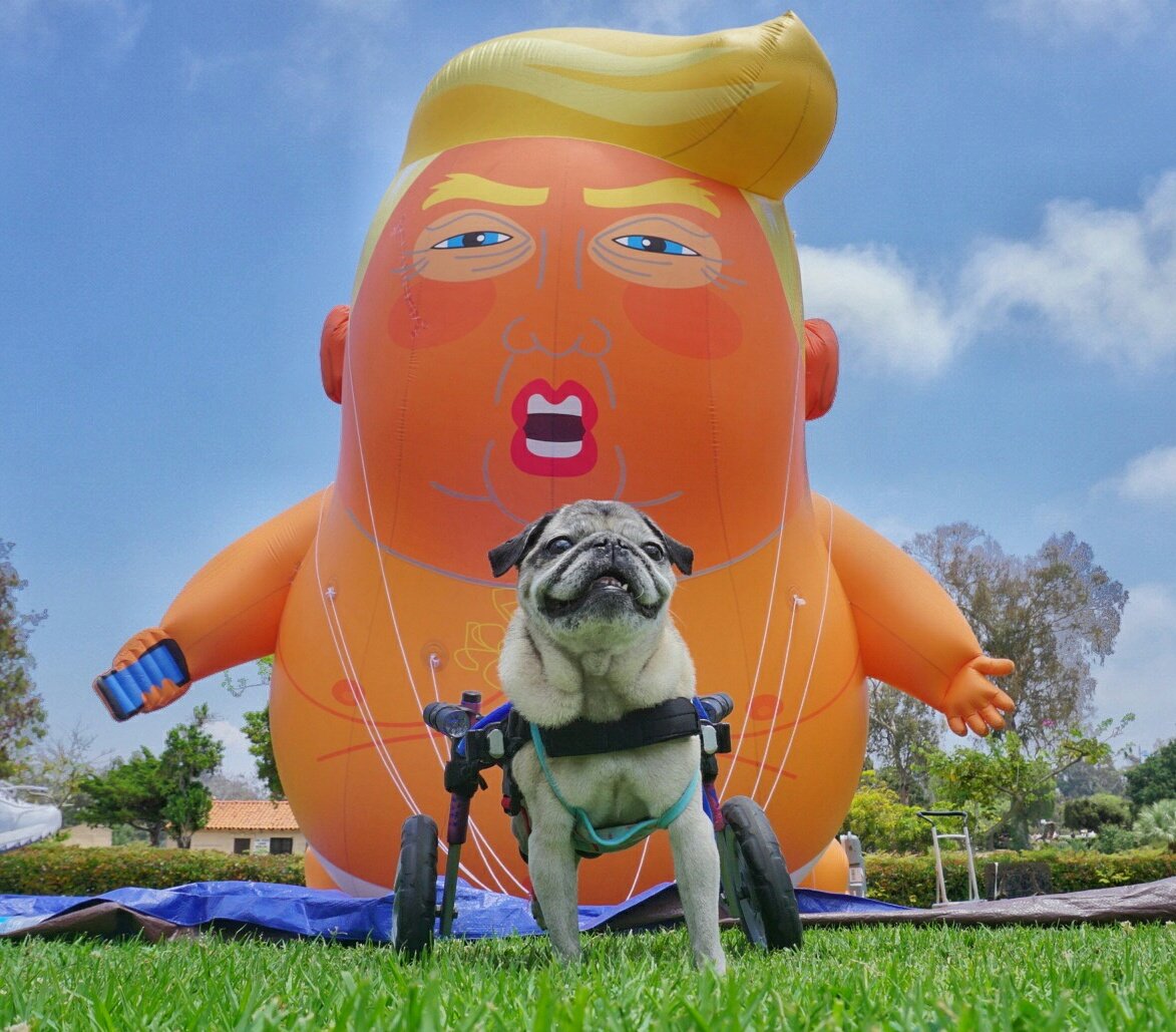 rmrphoto's tweet photo. #Dogs4Biden All day! https://t.co/L22cNkIylq