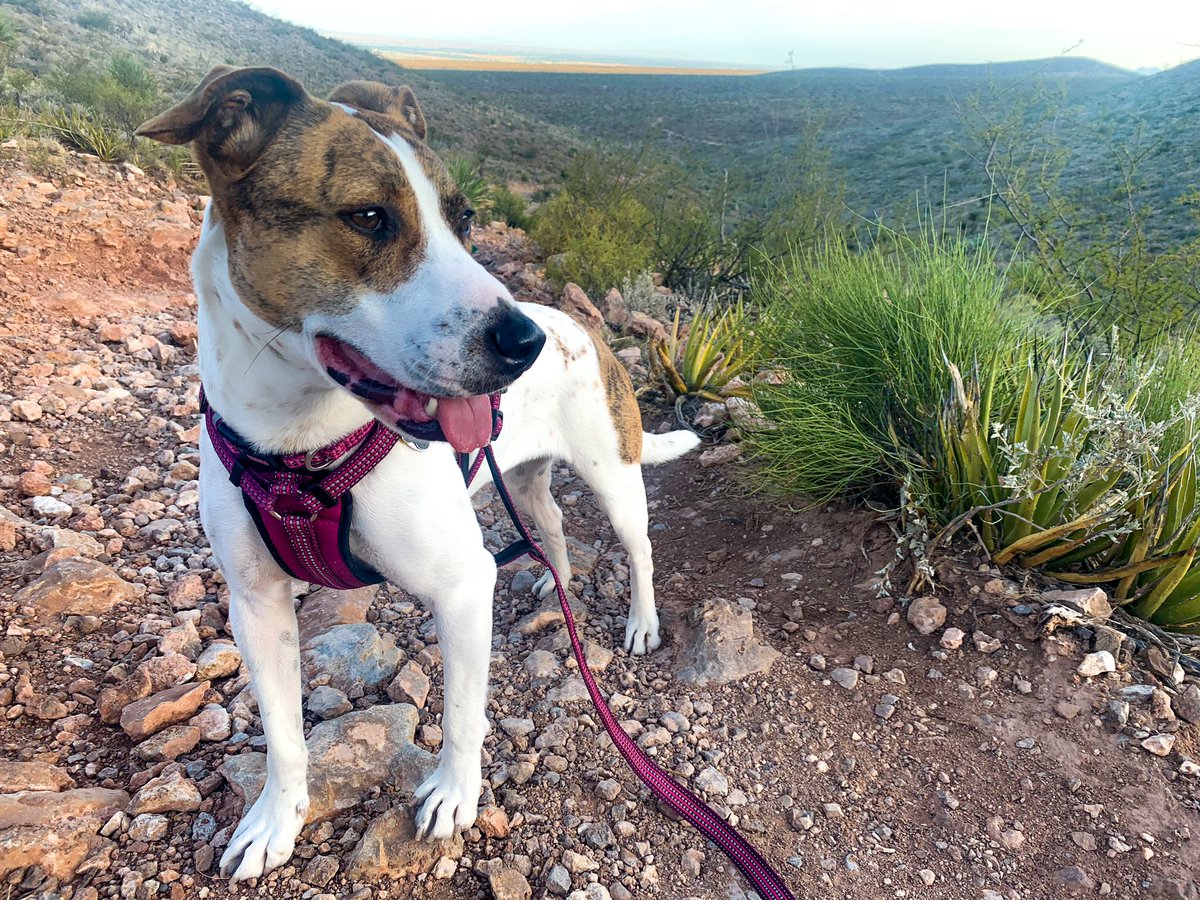 tristan_claudia's tweet photo. @SalgadoPhoto_ Everyday we’re reaching new heights on the trails 😊
Shoutout to @ElPasoAnimalSvc for gifting me this beauty. https://t.co/NC6SnDuj4Z