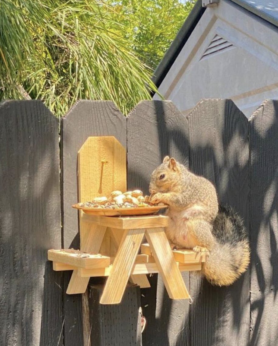 jedifredi's tweet photo. @JoJoFromJerz And they have already duped us into building furniture for them too:
#SquirrelAwareness https://t.co/MK6c93Ixes