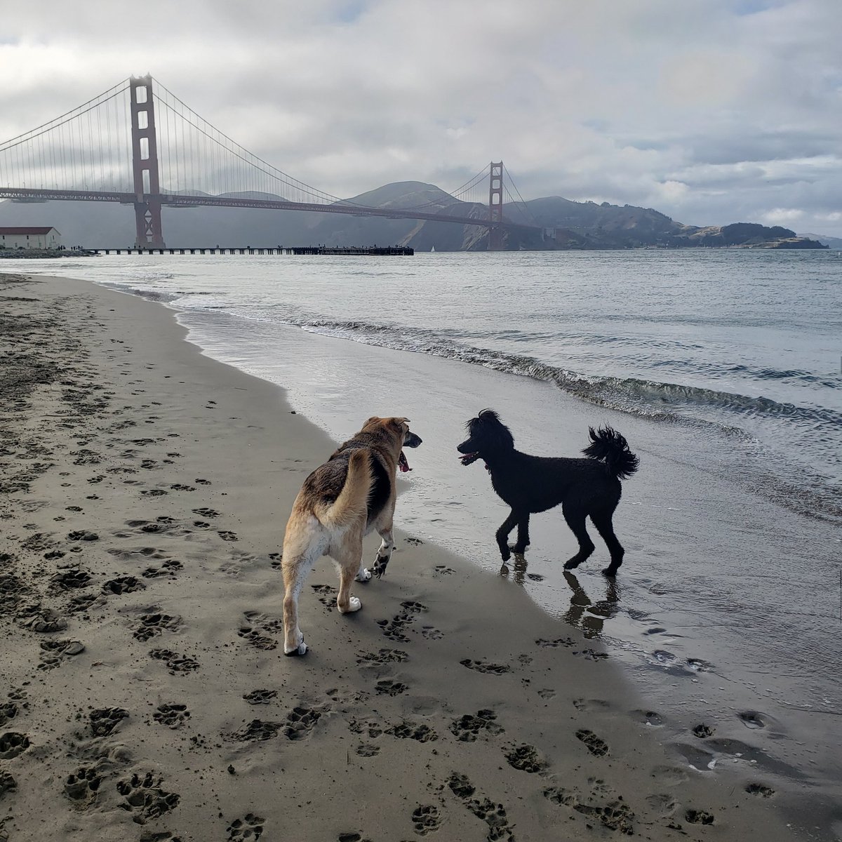 Salesguy_Neil's tweet image. 2 out of 2 pups agree, vote the Orange menace out #Dogs4Biden