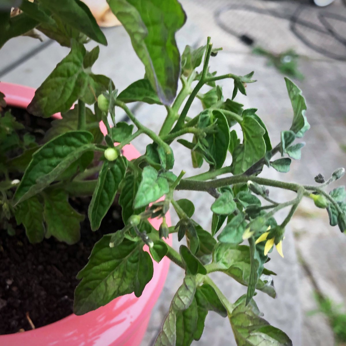 MsJaimeBrown's tweet photo. My first tomato is finally red and ripe enough to eatβand a bunch of little ones are on their way. I was very happy to finally get to eat one! #tinytimtomatoes #cherrytomatoes https://t.co/2ucmdofk4X