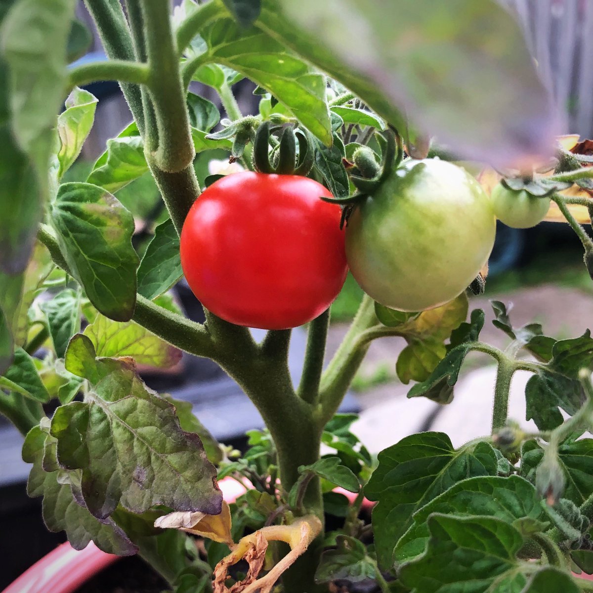 MsJaimeBrown's tweet photo. My first tomato is finally red and ripe enough to eatβand a bunch of little ones are on their way. I was very happy to finally get to eat one! #tinytimtomatoes #cherrytomatoes https://t.co/2ucmdofk4X