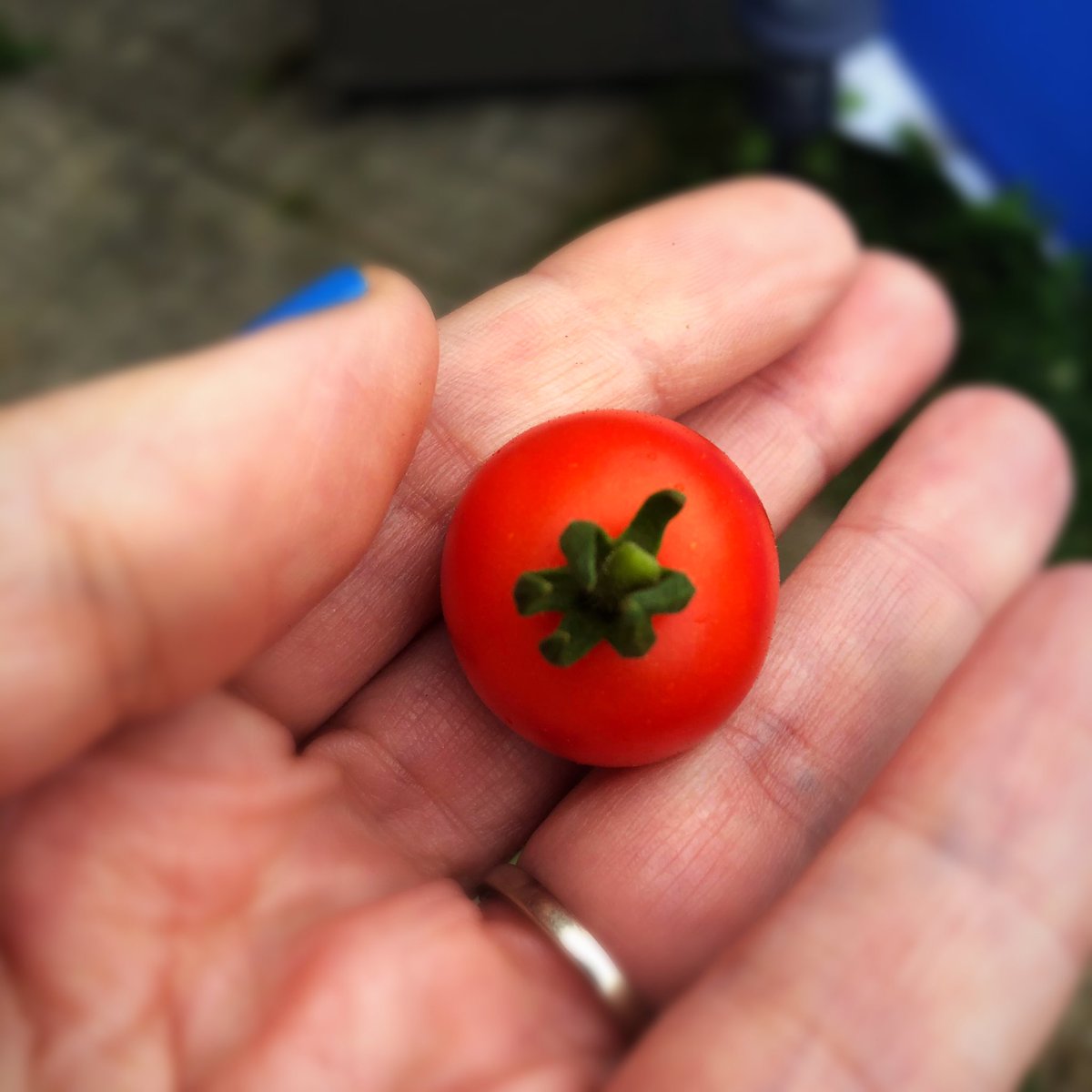 MsJaimeBrown's tweet photo. My first tomato is finally red and ripe enough to eatβand a bunch of little ones are on their way. I was very happy to finally get to eat one! #tinytimtomatoes #cherrytomatoes https://t.co/2ucmdofk4X