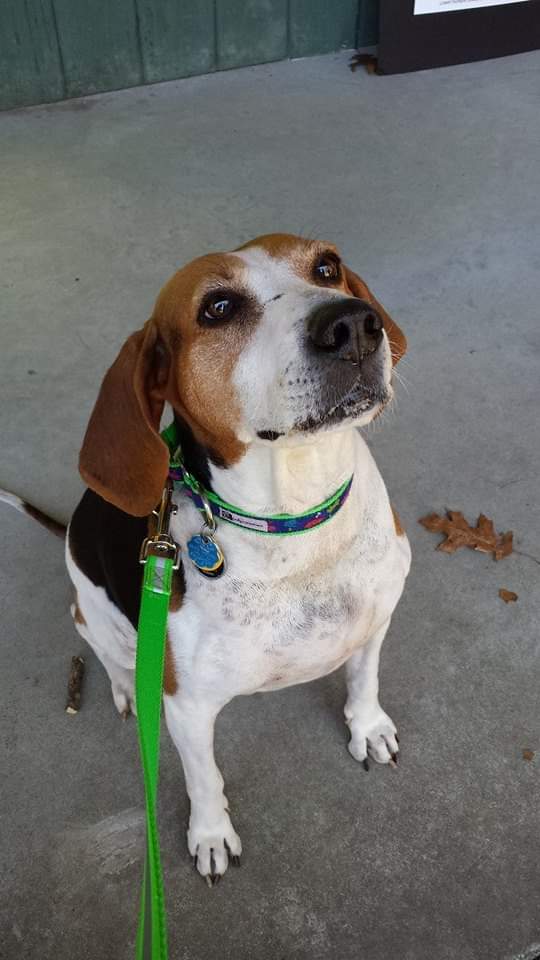 Daisy is ready, willing and able to go Ridin' with Biden!
#dog4biden