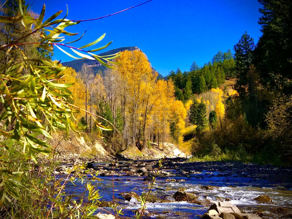 MrBuuface's tweet photo. Mountain streams and golden aspens. Marble, CO #colorado #marblecolorado #mountainriver #fall #fallcolors #fallcolorsππ #scenic #scenicview #scenicphotography #photography #mountainlife #fallincolorado #fallincoloradoππ https://t.co/hydiB0FUxw