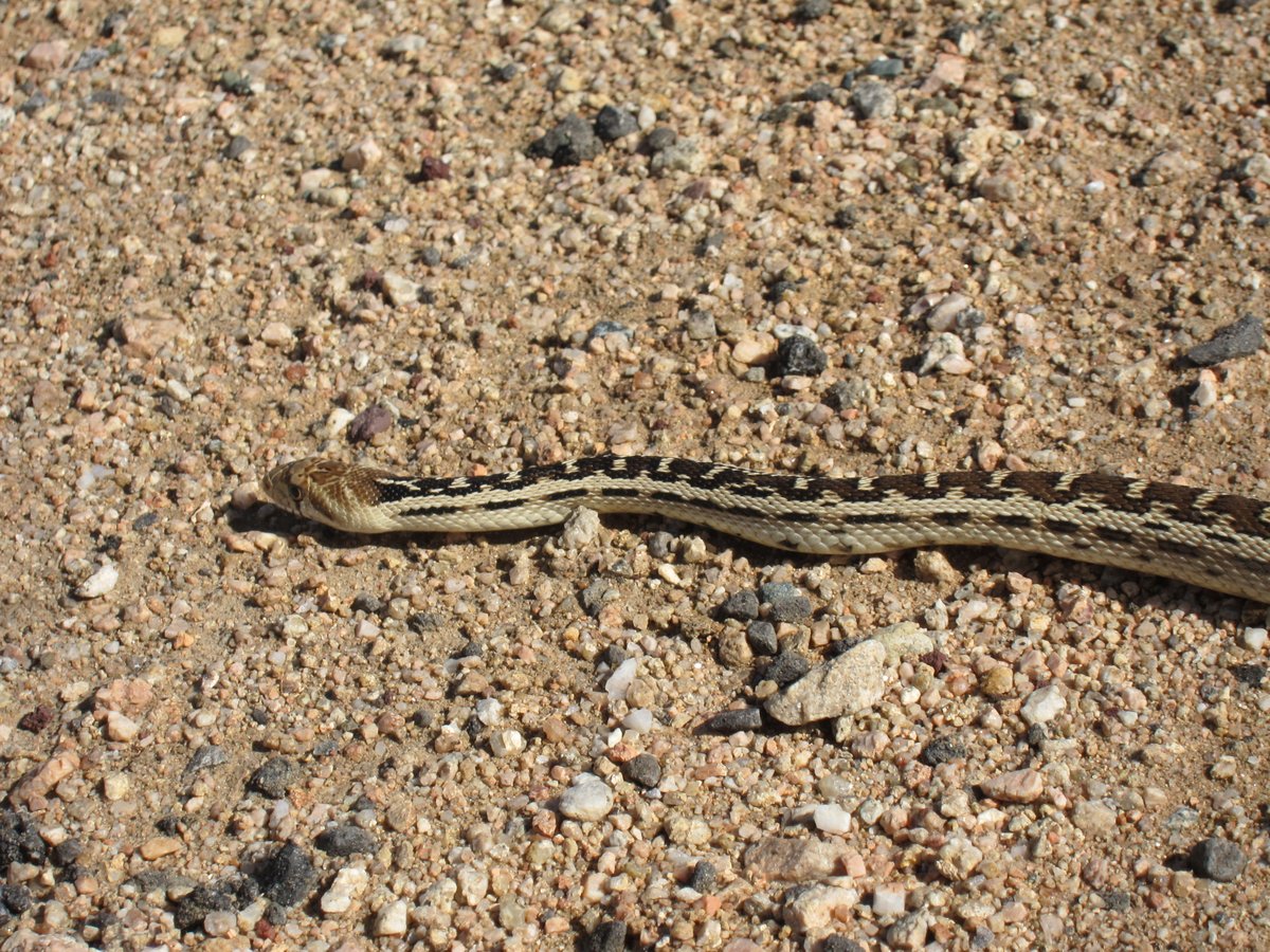--parked off the road with a man standing next to it. As we passed, my sharp-eyed son said, "There's a snake by the truck!" So I pulled over, stopping maybe a hundred yards past the man. We walked back to him, and yep, there was a snake near him on the sandy shoulder. Here it is:
