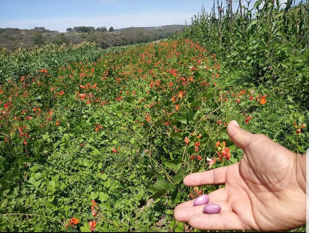Biodiversidad, lo mejor para el equilibrio del campo
