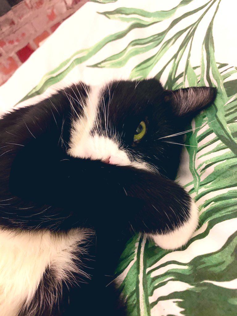 andrewkeates's tweet photo. My cat is a terrible flirt. 

#TobyPage https://t.co/w1zFzDPGaZ