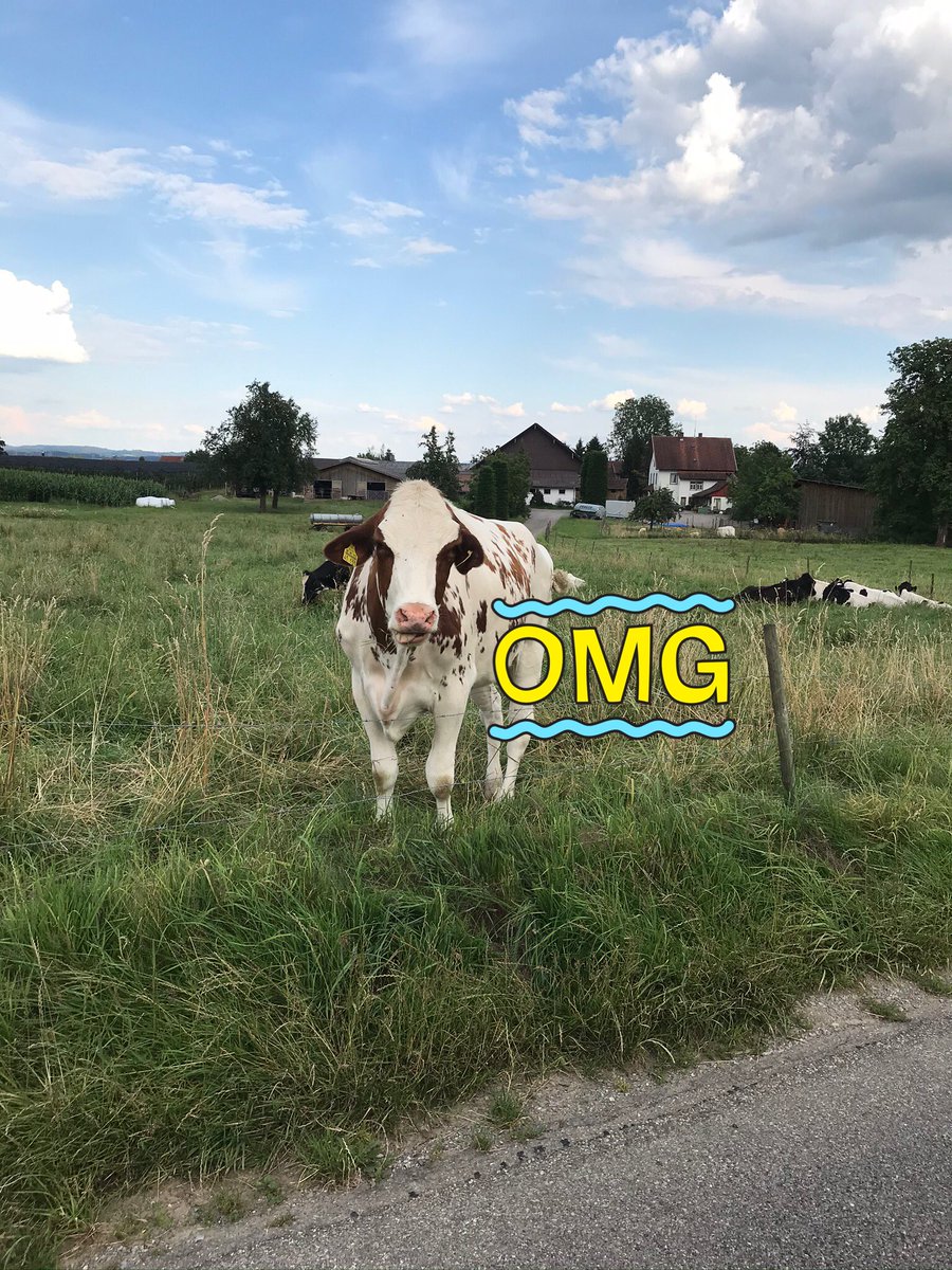 schautnichtweg's tweet photo. @LoveGuerillos @DerFiggt @Naturschutzbund @fff_bodensee @F4F_Ravensburg @AN Ganz sicher ich hoffe es kommen auch ein paar Stellvertreter - Landwirte denen diese Scheisse reicht. Geld mit Gülle ohne die ErzeugerIn ist mehr als Mist. Zumal das Futter dann nicht auf deutschem Boden wuchs, sondern vom abgeholzten Brasilianischen Regenwald stammt #Gensoja https://t.co/iZrjyH64FK