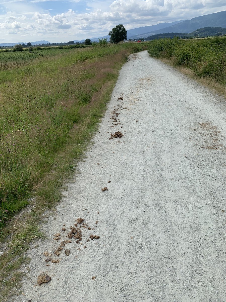 gracoat's tweet photo. @YourMapleRidge there HAS to be a bylaw for this. It’s a gauntlet of horse poop! No one likes stepping in that and yet it’s unavoidable it so bad. https://t.co/JfjZdRqat7