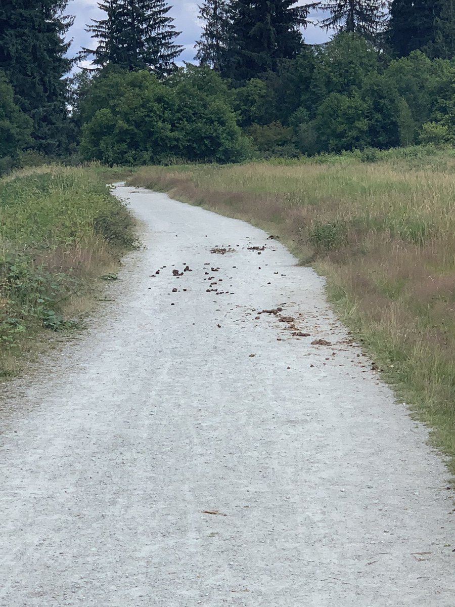 gracoat's tweet photo. @YourMapleRidge there HAS to be a bylaw for this. It’s a gauntlet of horse poop! No one likes stepping in that and yet it’s unavoidable it so bad. https://t.co/JfjZdRqat7