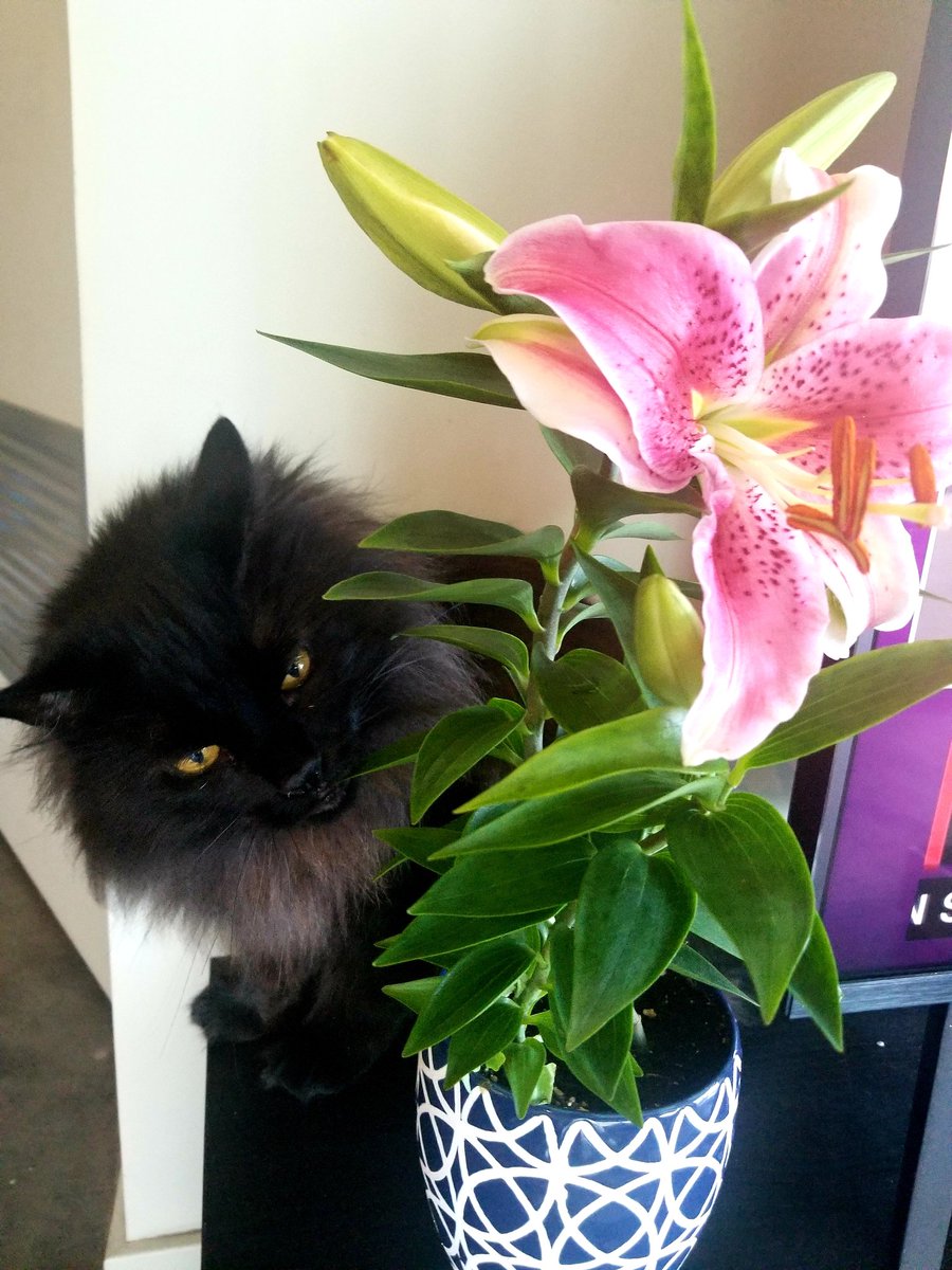 NazliEkim's tweet photo. Not sure if the new lily has #catapproval yet. We're still in the beta stages. #CatsOfTwitter https://t.co/iEyi7yHJgD
