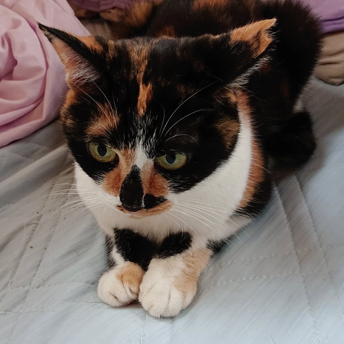 kt2crz's tweet photo. 手と鼻のとこがハートっぽい？
#猫 #三毛猫 #cat #calicocat #heart #ダブルハート #doubleheart https://t.co/dFvVxR3xzw