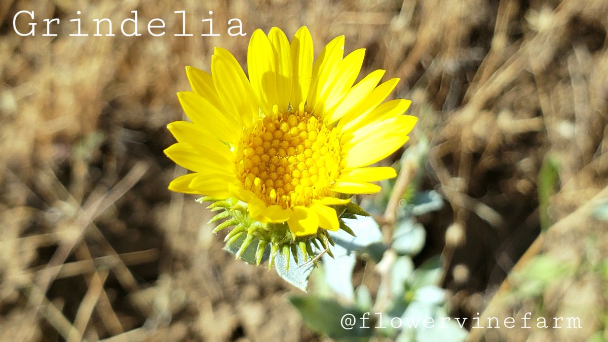 FlowervineMom's tweet photo. Grindelia, or gumweed. I make a salve for poison oak using this sap, boil it down with a fat like coconut oil, Native People usually used animal fats. #medicinal #grindelia #gumweed #ethnobotany #NatureEducator #trailrunner #MountainRunner #poisonoak #herbalism #cures https://t.co/RLXQOcM8Rh