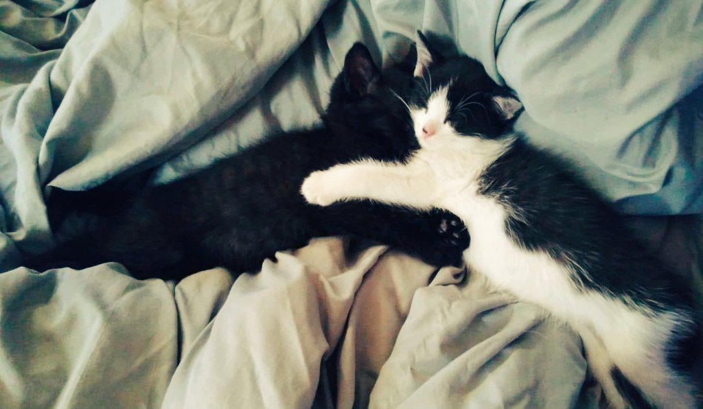 Hugs ❤#kittens #CatsOfTwitter