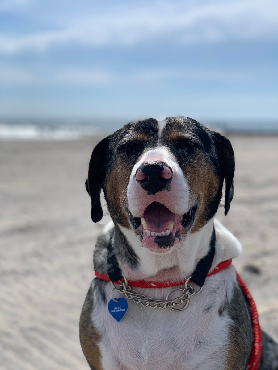 Onethirdnerd1's tweet image. #Dogs4Biden  Murphy is excited to cast his vote for the Blue Wave!!!