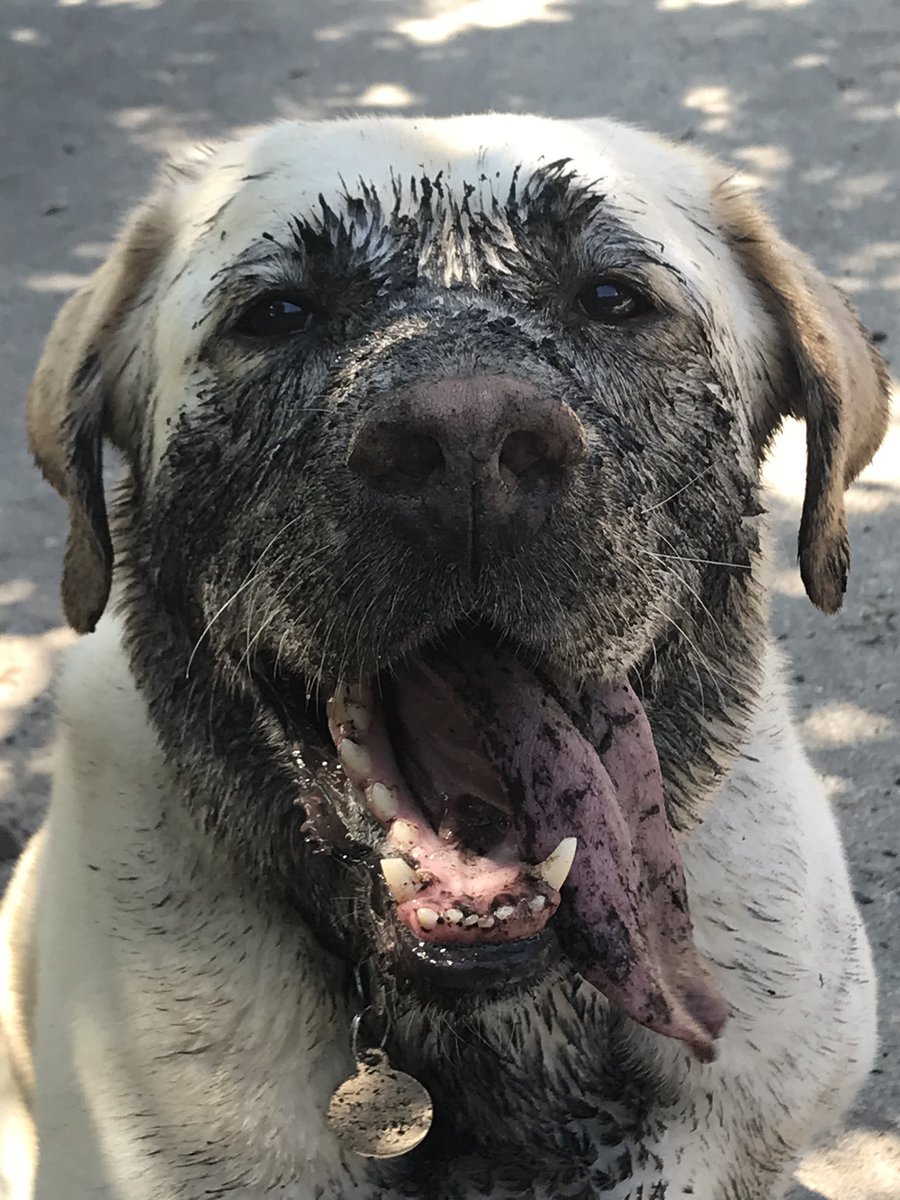 meatyard1's tweet photo. Lou says:  “Draining the swamp for Biden”#Dogs4Biden https://t.co/riBuH3C2XI