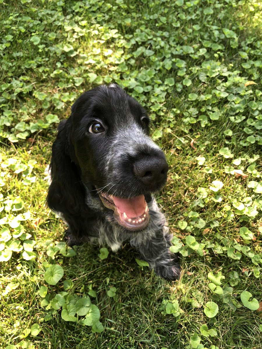 mcvirgilio's tweet photo. @ProjectLincoln I’m too young to vote, but if I could, I’d vote for Biden #Dogs4Biden https://t.co/rvAEoXcHhe