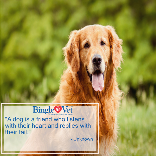 BingleVet's tweet photo. "A dog is a friend who listens with their heart and replies with their tail.” – Unknown  #dogquote #animals #pets 
https://t.co/Fdqpdtyklk https://t.co/AfuEzQdtuF