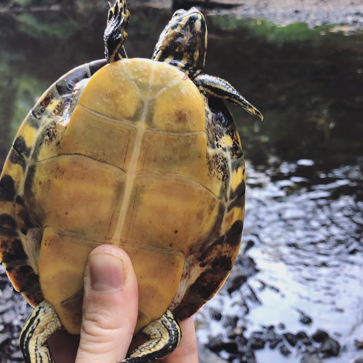 bradleyallf's tweet photo. Species 42/50: Eastern river cooter, found 1,600 feet from my apartment. I find it hard to tell apart a lot of our aquatic turtles but this species tends to be more adapted for flowing water, hence the sleek carapace. 

.
.
.
.
#herpsofnc #pseudemys https://t.co/GnaQ1u8Bzq