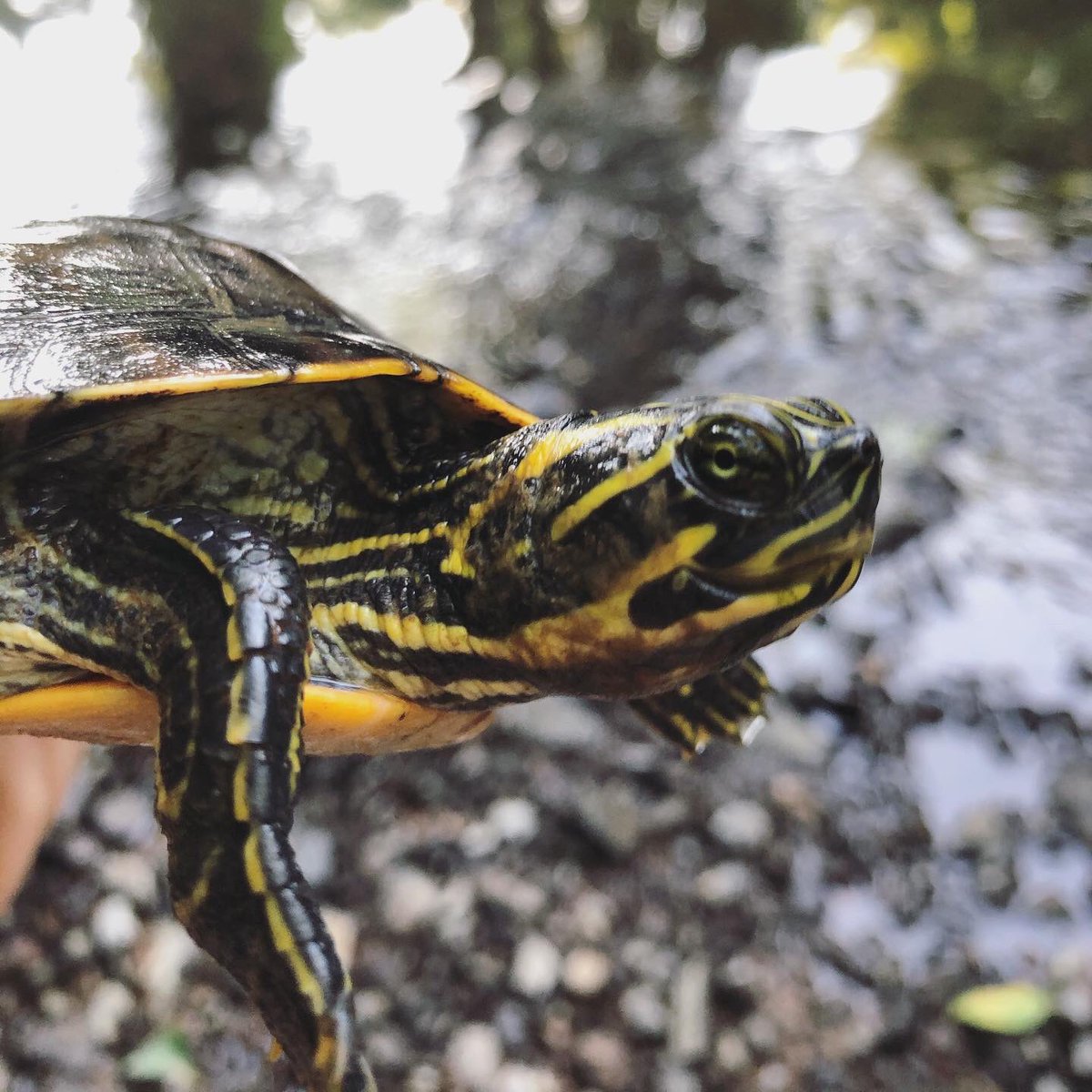 bradleyallf's tweet photo. Species 42/50: Eastern river cooter, found 1,600 feet from my apartment. I find it hard to tell apart a lot of our aquatic turtles but this species tends to be more adapted for flowing water, hence the sleek carapace. 

.
.
.
.
#herpsofnc #pseudemys https://t.co/GnaQ1u8Bzq