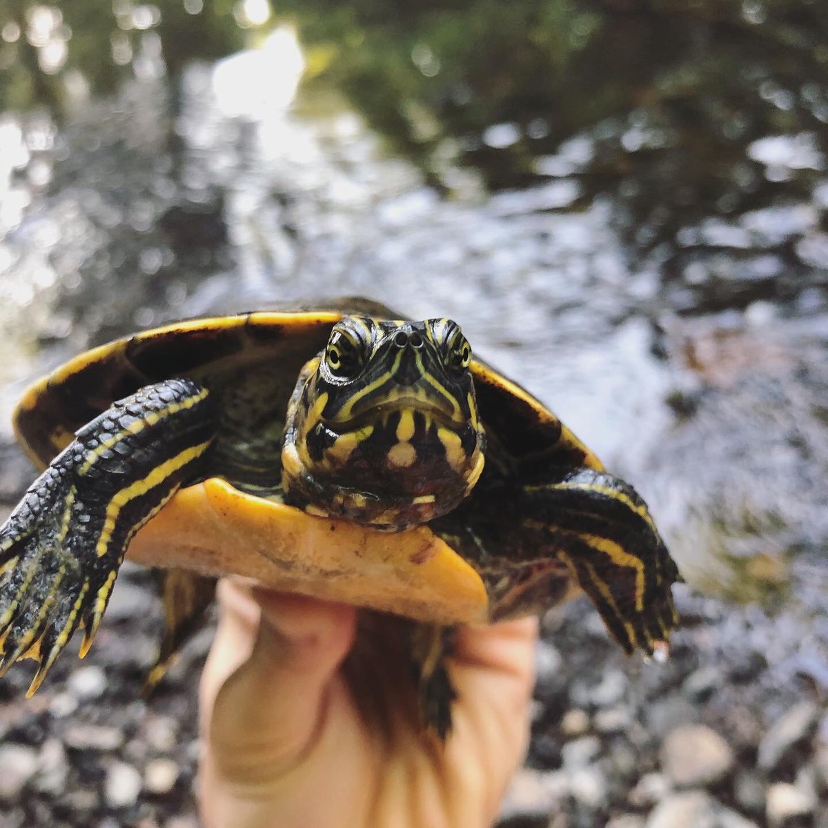 bradleyallf's tweet photo. Species 42/50: Eastern river cooter, found 1,600 feet from my apartment. I find it hard to tell apart a lot of our aquatic turtles but this species tends to be more adapted for flowing water, hence the sleek carapace. 

.
.
.
.
#herpsofnc #pseudemys https://t.co/GnaQ1u8Bzq