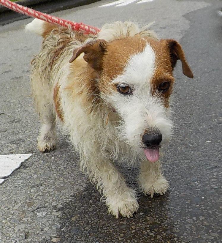 Japanesemichael Jackson Di Twitter 栃木県保健所 期限 7月22日 性別 女2 年齢推定 中齢 犬種 A ピットブル J ラッセルテリア 体格 中 毛色 黒白 白茶 収容月日場所 7 14 足利市菅田町 迷子犬 栃木県 足利市 菅田町 アメリカンピットブル犬