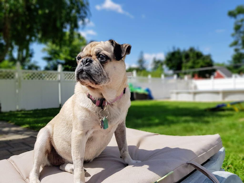 jennmag3's tweet photo. Nuala is 💯 for #Dogs4Biden.
#JoeBidenForPresident2020 https://t.co/qIdso2B1J4