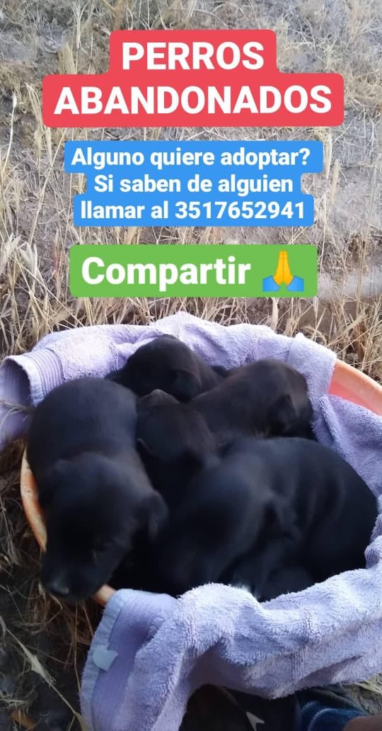fedeosta's tweet photo. Chicos encontramos estos perritos abandonados, si alguno sabe alguien que quiera adoptarlos se los agradecería!!! La difusión también! Son todas hembras y están desparasitadas https://t.co/t5u5ltO4iN