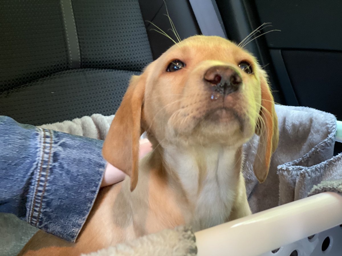 fuchsia_blue's tweet photo. Well.
She’s here.
Think my heart might just have melted a bit....
#HelloBlue https://t.co/77D46E2khY