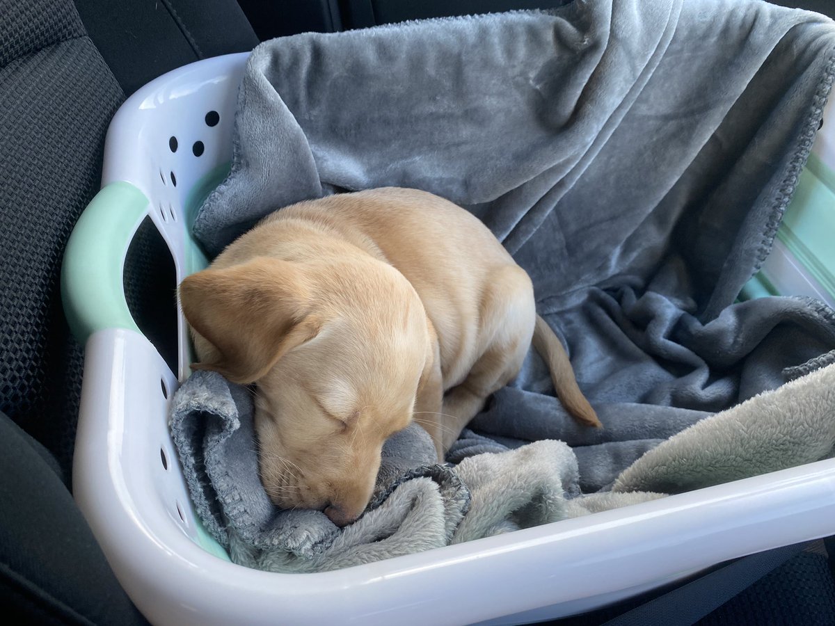 fuchsia_blue's tweet photo. Well.
She’s here.
Think my heart might just have melted a bit....
#HelloBlue https://t.co/77D46E2khY