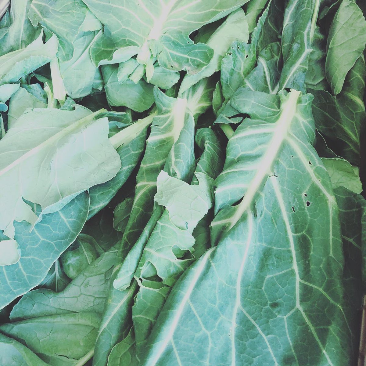 Two things: 1- tonight was awesome 😎 2- TOMORROW is Fresh Friday! Come to OHgo (2304 E Perkins Ave) from 10-12:30 for a box of fresh produce. Thank you@the chefs garden and <a href="/hahns/">tony llef</a> farm for sharing! #everybodyeats #foodonthemove #peoplehelpingpeople #goforgood