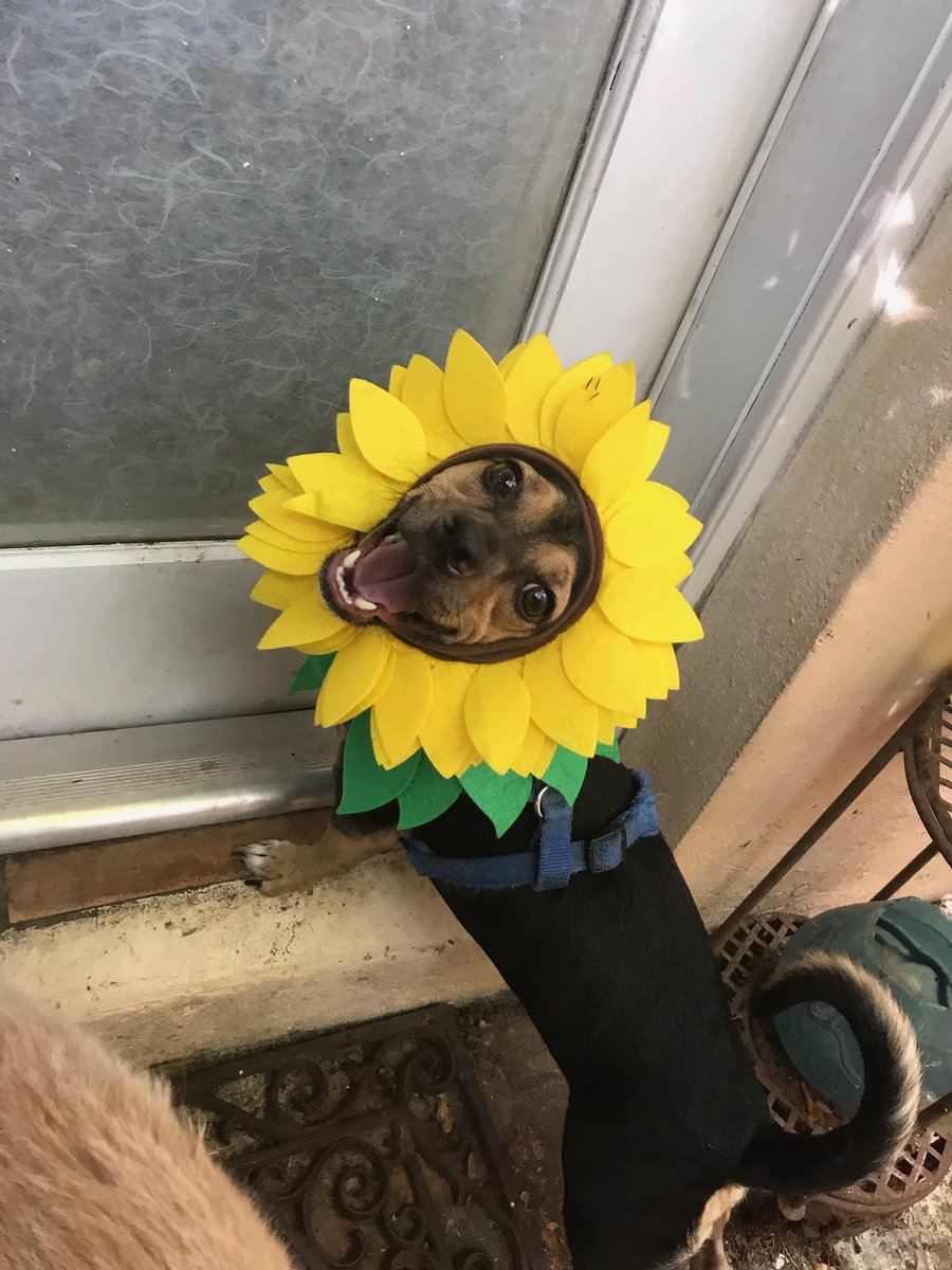 tinacornely's tweet photo. #Dogs4Biden you ask? Well, here is #BooBooBoy! He is all in for #Biden2020! https://t.co/wEL3x51clZ