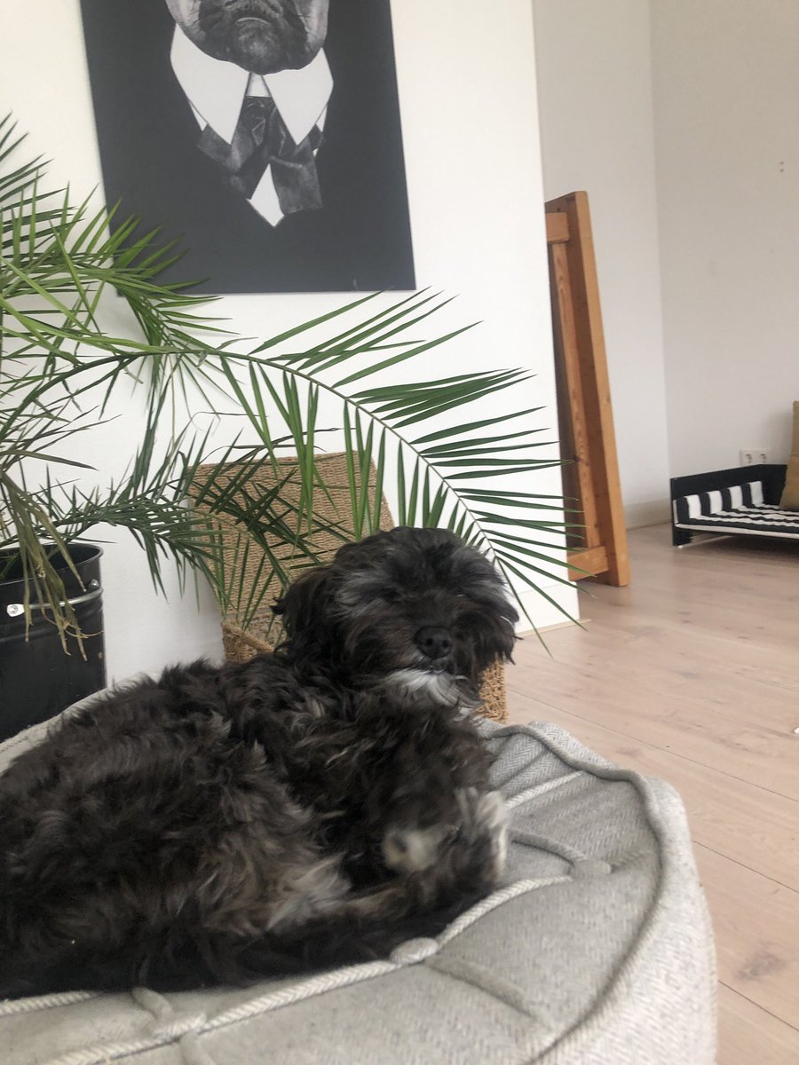 maarein's tweet photo. Mijn hond zijn vacht is altijd ingedeukt na het slapen. Echt het schattigste ochtendkoppie ooit hahaha https://t.co/1xJHuzw1ti