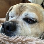 Photo by truman and buddy buttigieg (@firstdogsSB)