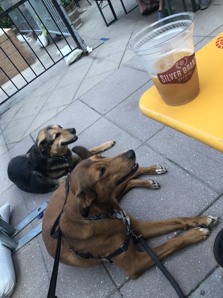 Being able to walk to breweries, shops, restaurants is a big motivation for moving closer to DTSS. Glad the dogs seem to be adapting to it pretty darn well <a href="/silverbranchus/">Silver Branch Brewing</a>