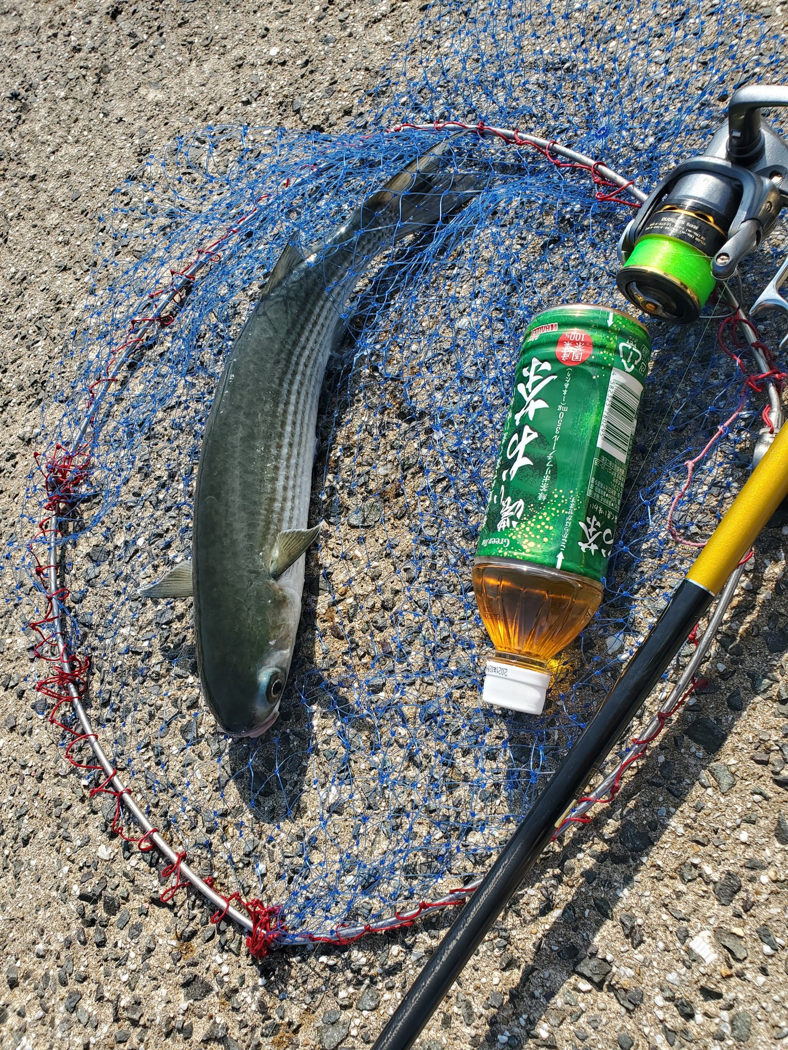 石塚 釣り用 自作した集魚材でチヌ釣りへ はい ホゲました ベラ ハゼ フグ 真鯛 途中までチヌっぽい引きしたけど魚影見たら細長いボラ 五目釣り達成 笑 撒き餌は仕掛けより飛んだし魚も寄って来て良かったけどお手々が悪く本命