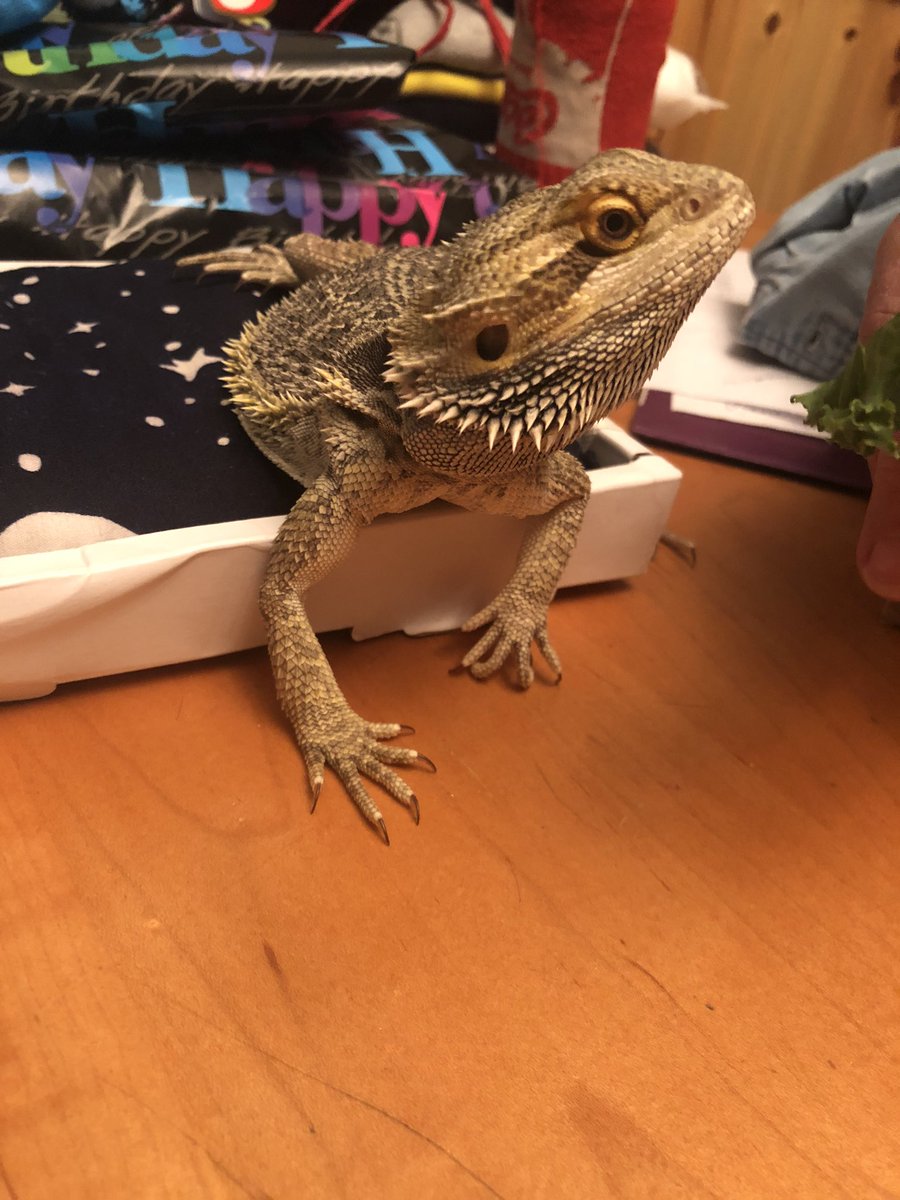 CricketCounter1's tweet photo. #LizardLife https://t.co/8ZGWwIILfv