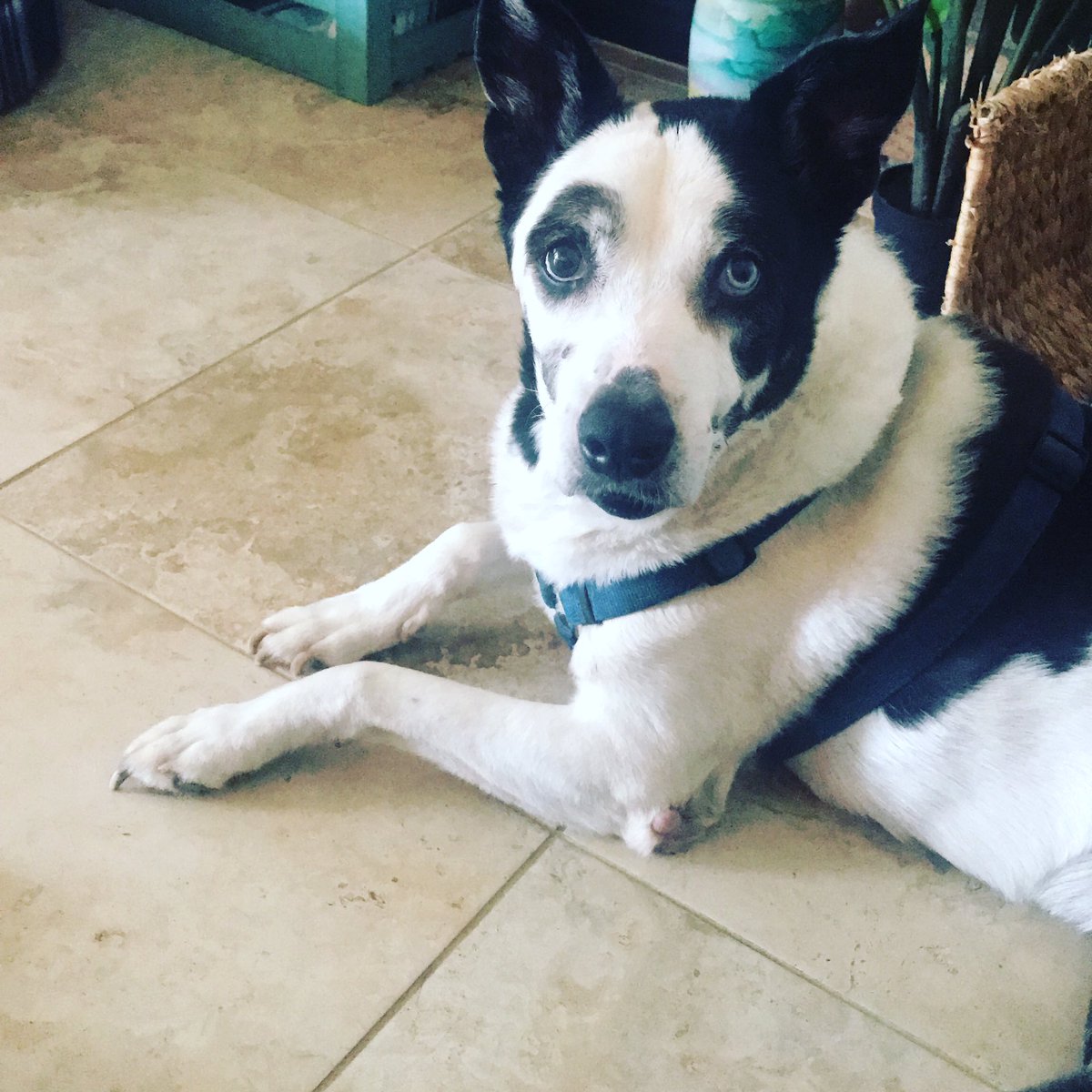 JillsATweety's tweet photo. “Seriously, please register to vote.” #Dogs4Biden #myMatilda https://t.co/RxK5UAOkCf
