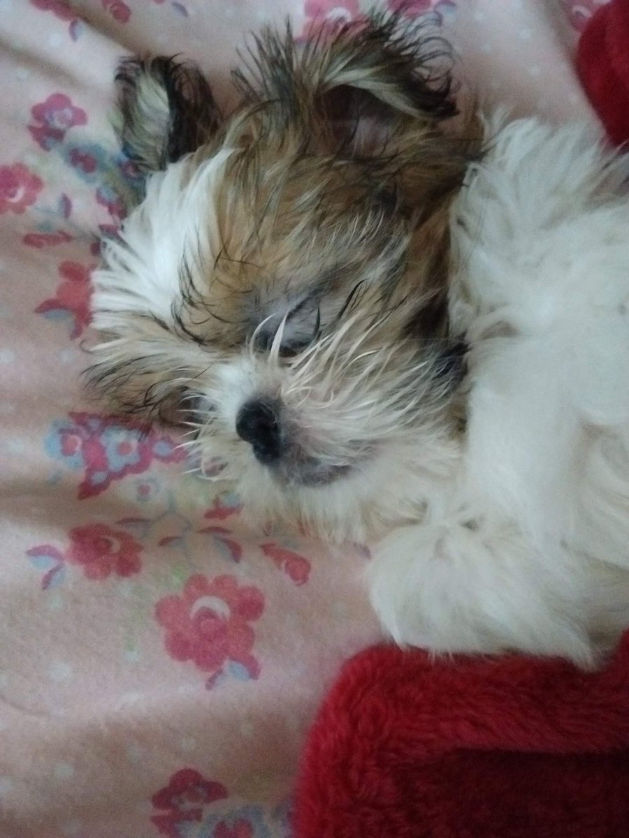 Tallulah🐶&Mum🧘🏼♀️💕 tweet media