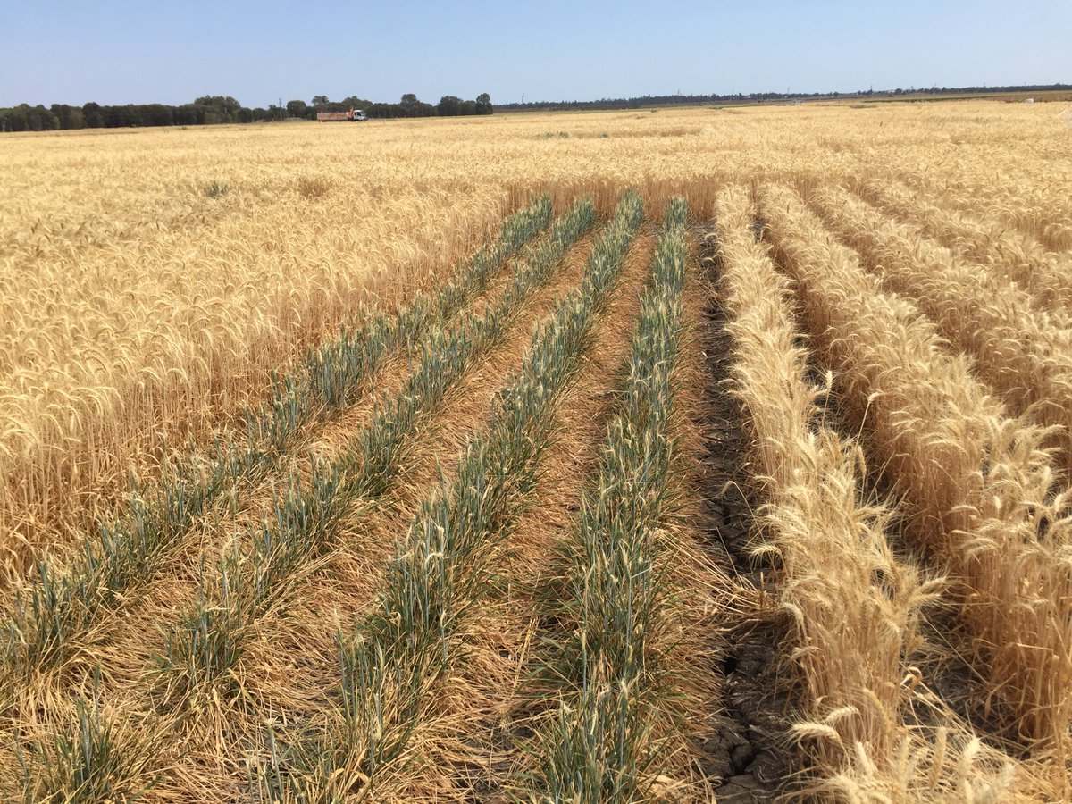 DarrenAis's tweet photo. @pennin34 @MSUWheat @cropmad @GoddessofGrain Winter wheats not an option where I am, cannot get them to progress past the reproductive stage, due to insufficient vernalisation (see photo). We grow "spring wheats" planted in April/May (autumn)  flower in 65-90 days, harvested in Sept. (60 mm in crop rainfall). #amazingplant https://t.co/TfjEFz5nWl