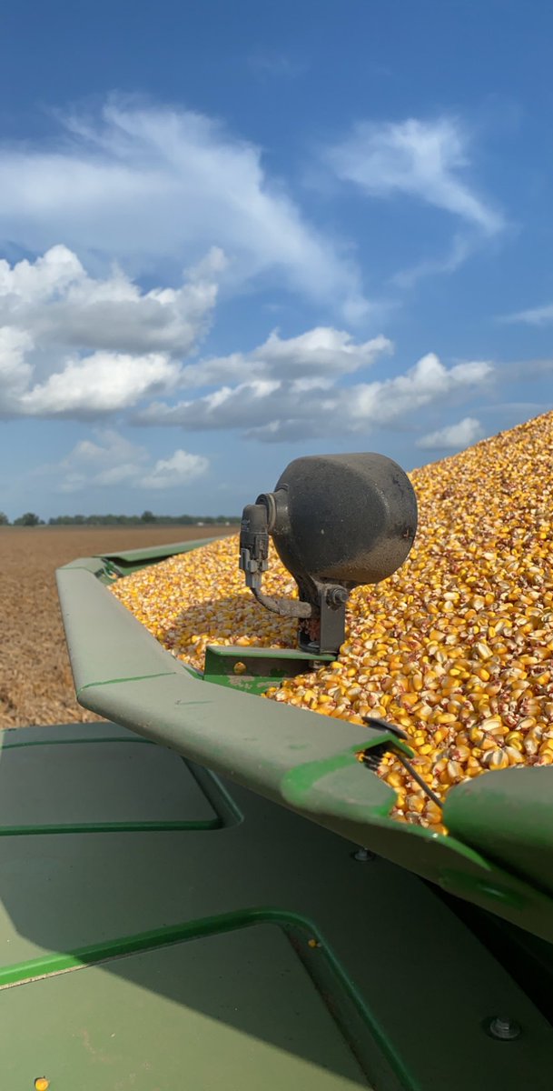 smahalitc's tweet photo. Corn harvest has kicked off today.  #texasfarmbureau #2020corn https://t.co/uIUEXUiJlF