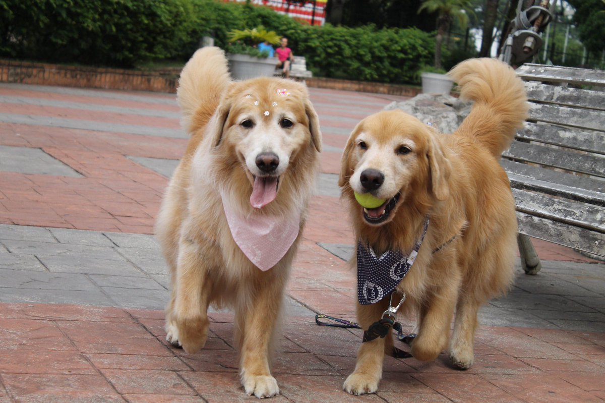 Likaluciana1's tweet image. Esses carinhas são o Dante e a Queen. Eles tbm são #teamsofá, só vão no quintal para fazer um pipizinho. Dante dorme na cama comigo e meu marido. Queen não curte porque é calorenta. Minha casa tem 100m2, mas meu ❤️ é grande sempre caberá os dois.