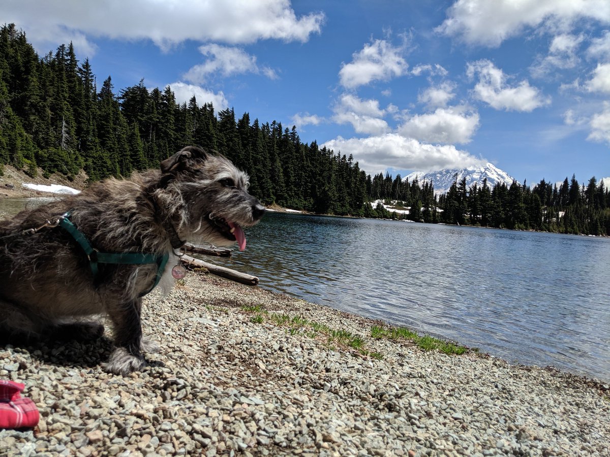 MrsL5th's tweet photo. @ProjectLincoln Ollie is all in for Biden! #Dogs4Biden https://t.co/YVX8917sqc